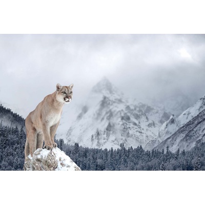 DIMEX ART Флизелинов фототапет пума в планината 375 x 250 см