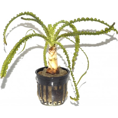 Crinum calamistratum