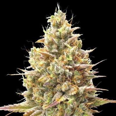 Advanced Seeds Auto Strawberry Banana semienka neobsahujú THC 1 ks