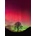 Heye - Puzzle Power of Nature: Sycamore Gap - 1 000 piese