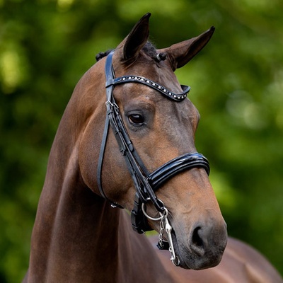 BR Drezurní uzda Wendover černá