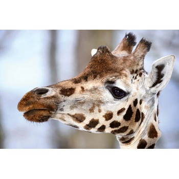 DIMEX ART s. r. o Флизелинов фототапет бебе жираф 375 x 250 см