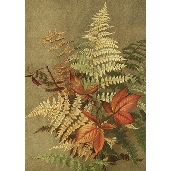 Přání Ferns