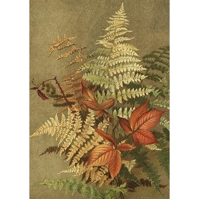 Přání Ferns