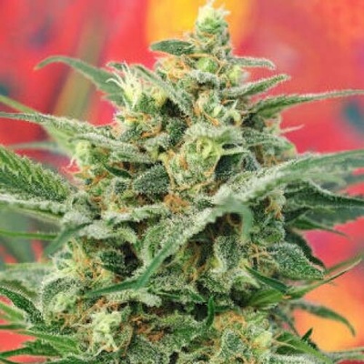 Mandala Seeds 8 Miles High regular semena neobsahují THC 5 ks