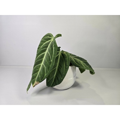 Anthurium villenaorum