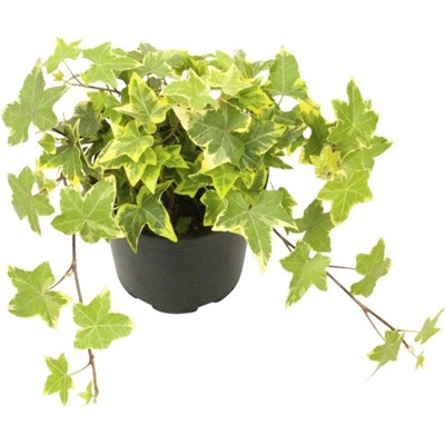 Břečťan žlutě panašovaný FloraSelf Hedera helix 'Goldchild' květináč Ø 13 cm