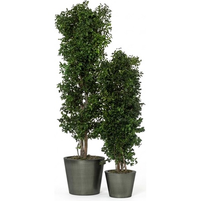 Verdissimo Pittosporum tree