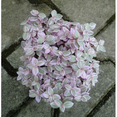 Callisia Rosato "Pink Lady"