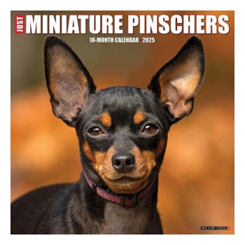 Willow Creek Press Calendars Miniature Pinschers 2026 12 X 12 Wall Calendar