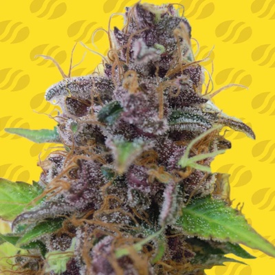 Original Sensible Seeds Gelato Auto semienka neobsahujú THC 10 ks