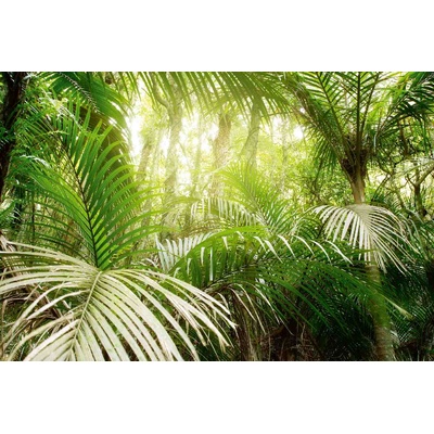 DIMEX ART Флизелинов фототапет зелени листа в джунгла 375 x 250 см