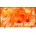 Samsung QE55QN70HAU