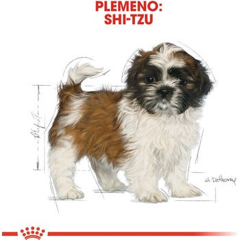 Royal Shih Tzu Puppy 1,5 kg