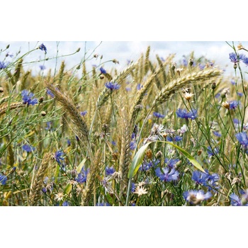 DIMEX ART s. r. o Флизелинов фототапет метилевка 375 x 250 см