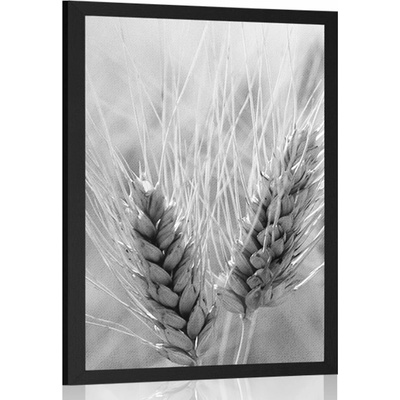 Plakát pšeničné pole v černobílém provedení - 40x60 no frame