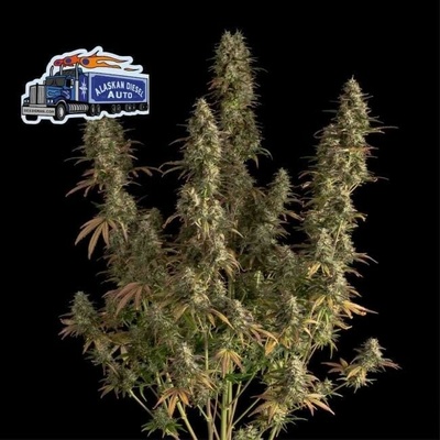 Seedsman Alaskan Diesel semienka neobsahujú THC 3 ks