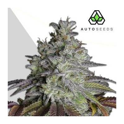 Auto Seeds Do Si Dos Auto semena neobsahují THC 3 ks
