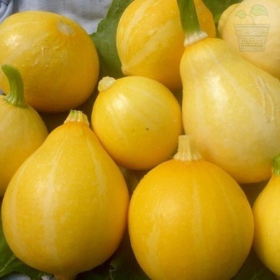 Семена от Тиквички сорт "Лимон" (Lemon) 10 бр (075147)