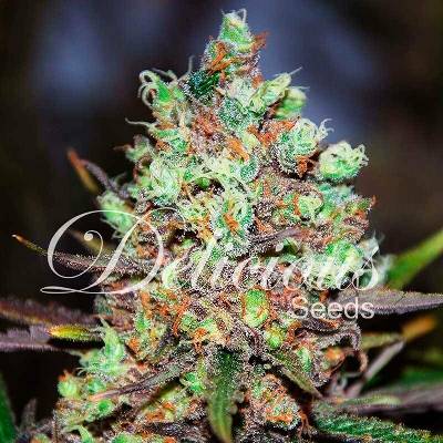 Delicious Seeds Cotton Candy Kush semena neobsahují THC 1 ks