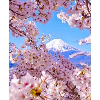 Norimpex - Puzzle Diamant painting: Mount Fuji with cherry blossom 30x40 cm - 1 - 39 piese