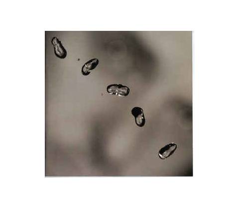Gabriel Peter - Up LP