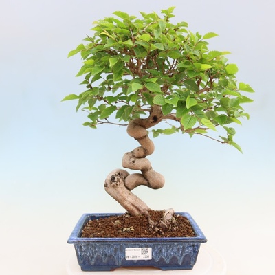 e-bonsai Venkovní bonsai -Carpinus coreana - Habr korejský