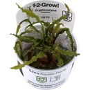 Cryptocoryne crispatula