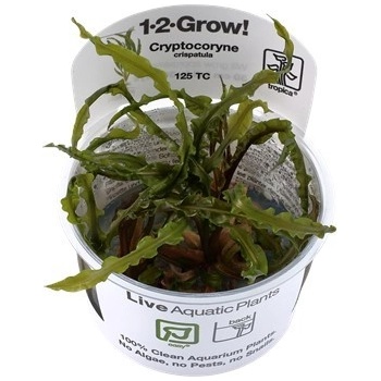 Cryptocoryne crispatula
