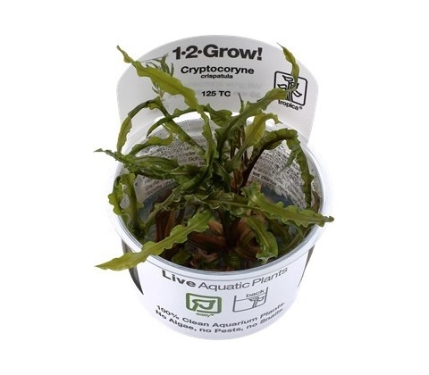 Cryptocoryne crispatula