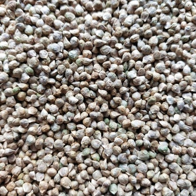 Microgreens Špenát setý na 50 g