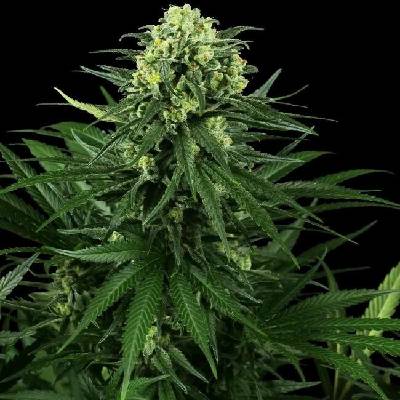 Sensi Seeds Honey Melon Kush Research semena neobsahují THC 3 ks