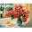 Castorland - Puzzle Summer Reminiscence - 3 000 piese