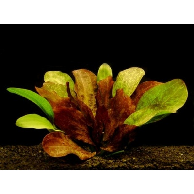 Echinodorus Red Flame M