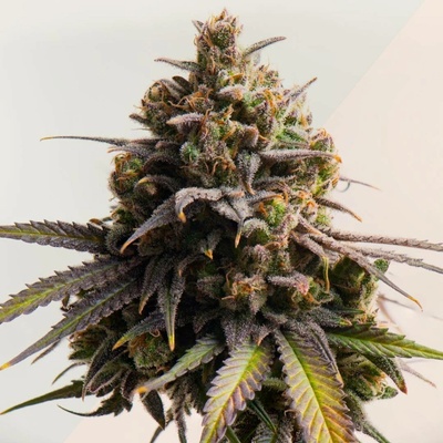 Kera Seeds Gelato semena neobsahují THC 3 ks