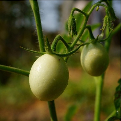 Paradajka kolíková White Cherry - Solanum lycopersicum - Predaj semien rajčiaka - 7 ks