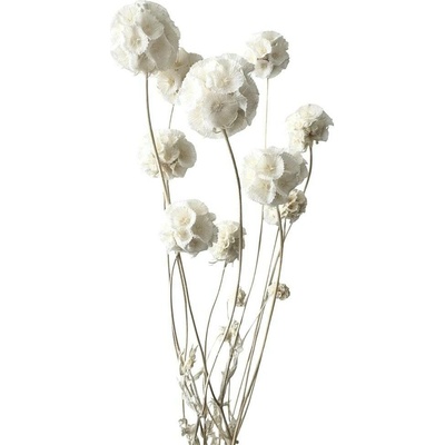 Stabilizovaná Scabiosa bělená svazek 10 květů