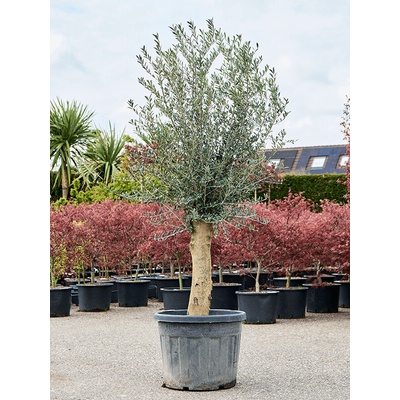 Olivovník Olea europaea Stem 55x200 cm