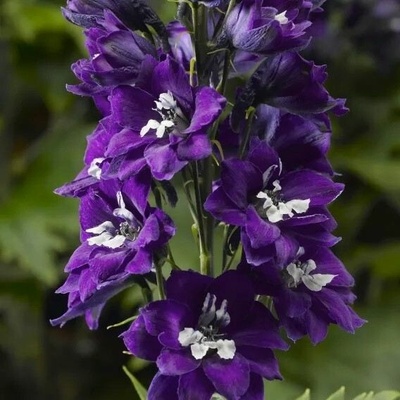 Delphinium cul. M.F. 'DarkBlue/WhiteBee' Velikost hrnku: 0,5 l