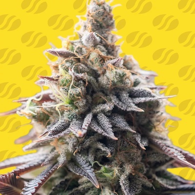 Original Sensible Seeds Grape Soda Auto semienka neobsahujú THC 10 ks