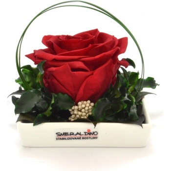 Dita Red - červená (1x premium stabilizovaná "večná" ruža v plochej keramike)