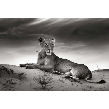 DIMEX ART s. r. o Флизелинов фототапет лъвица в пустинята 375 x 250 см
