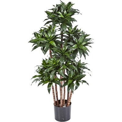 Dracaena fragrans compacta 120cm