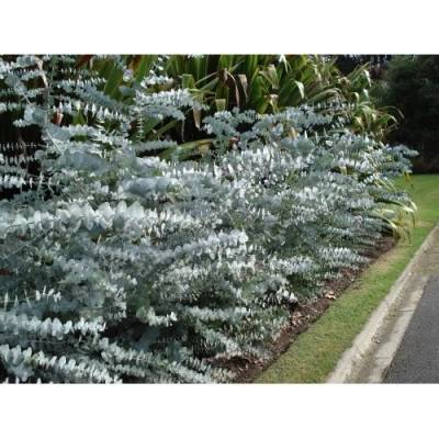 Eukalyptus (Eucalyptus cinerea) ´SILVER DOLLAR´ - výška 30-50 cm, kont. C3L (-13°C)