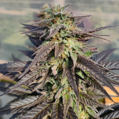 Ace Seeds Zamaldelica x Kali China semienka neobsahujú THC 1 ks