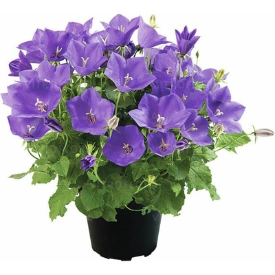 Zvonček karpatský Avida Blue - Campanula, kont. 0,5 l