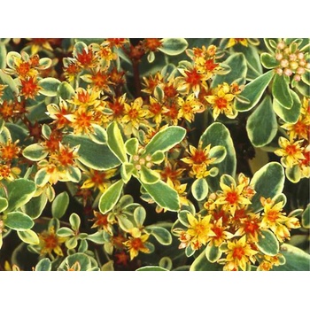 Rozchodník kamčatský Variegatum - Sedum kamtschaticum, kont. 0,5 l