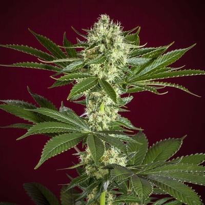 Reggae Seeds Session regular semienka neobsahujú THC 15 ks