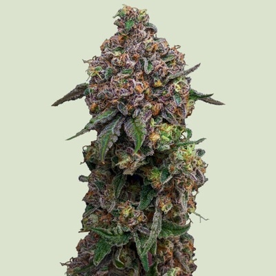 Royal Queen Seeds Cosmic Cheddar F1 semena neobsahují THC 10 ks