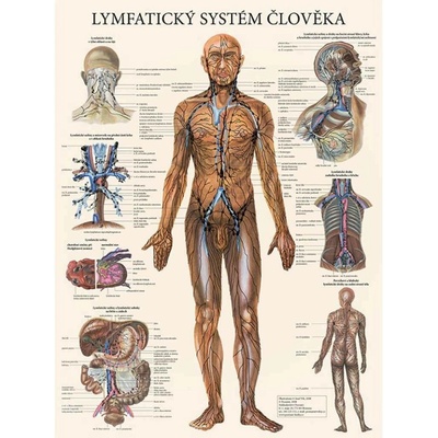 Vydavatelství Poznání Anatomický plakát - Lymfatický systém člověka 47 x 63 cm | CS, LA